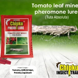 10 Pieces Of High Quality Chipku Tomato Leaf Miner Lure For Tomato Farming